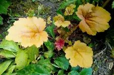 2014_0531Frühling0041 heuchera sb.webp