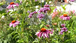DSCN3303.webp