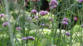 DSCN3631.webp
