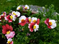 P1130408.webp