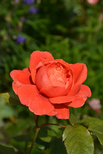 DSC_1721.webp