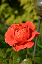 DSC_1722.webp