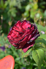 DSC_1723.webp