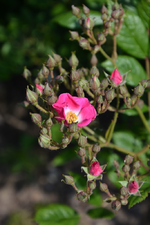 DSC_1725.webp