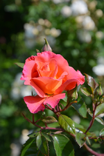 DSC_1726.webp