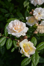 DSC_1727.webp