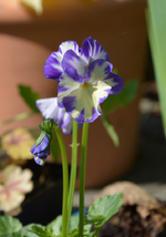 DSC_1729.webp