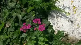 bartnelke.webp