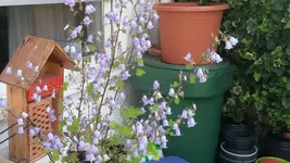 glockenblume (2).webp