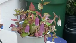 glockenblume gepunktet weiss und violett.webp