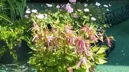glockenblume octopus.webp