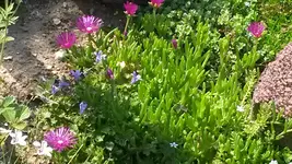 mittagsblume.webp
