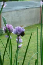 Schlafende Hummel.webp