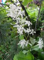 DSCN8289.webp