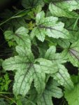 tiarella tira misu_576x768.JPG