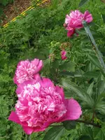 005_576x768.webp