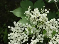 41.webp