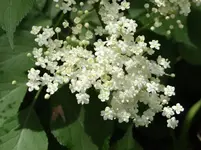 42.webp