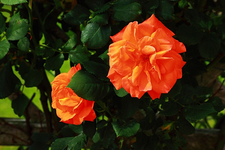 Orange Dawn_orange_grün_makro_640.webp