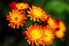 Habichtkraut_orange_gelb_makro_640.webp