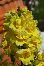 Löwenmäulchen_neon_gelb2_500.webp