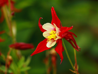 Akelei_rot_weiss_makro_640.webp