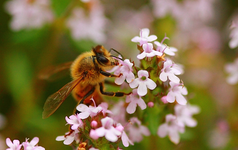 Wildbiene_Insekt_makro_rosa_640.webp