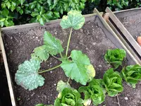Zucchiniblatt2.webp