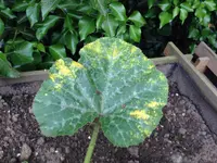 Zucchiniblatt.webp