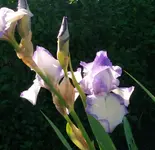 FILE0322A.webp