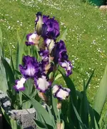 FILE0337A.webp