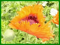 033.webp