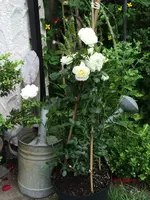 G_Blume_Kletterrose_creme_Gartentor__29.05.2014_mr.ditschy.webp