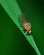 DSC_0083.webp