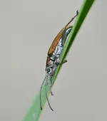 DSC_0174.webp