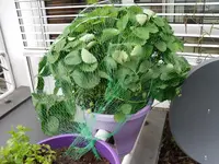 SAM_0033.webp