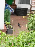 SAM_0039.webp