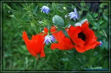 comp_DSC01494.webp