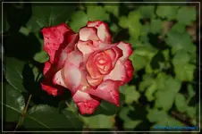 comp_DSC01499.webp