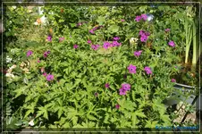 comp_DSC01500.webp