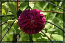 comp_DSC01510.webp