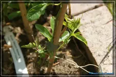 comp_DSC01519.webp