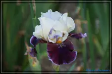 comp_DSC01492.webp