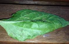 image.webp