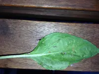 image.webp