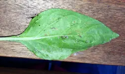 image.webp