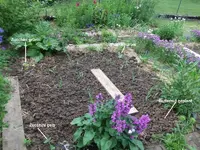 2014-06-01 Indianerbeet - Milpa Anfang.webp