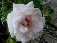 New Dawn.webp