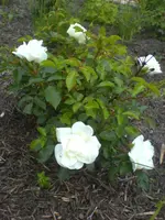 schneeflocke.webp