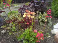 heuchera.webp